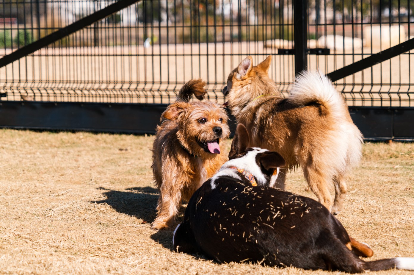 Cape May Dog Park: A Pawsitively Perfect Playground